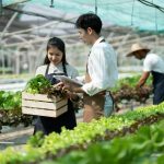 attractive-agriculturists-harvesting-green-oak-and-lettuce-together-at-green-house-farm-asian-farme.jpg