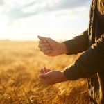 Hand of a farmer holding wheat grains In the field in sunset. Rich harvest.