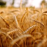 Gold wheat field. Rich harvest.
